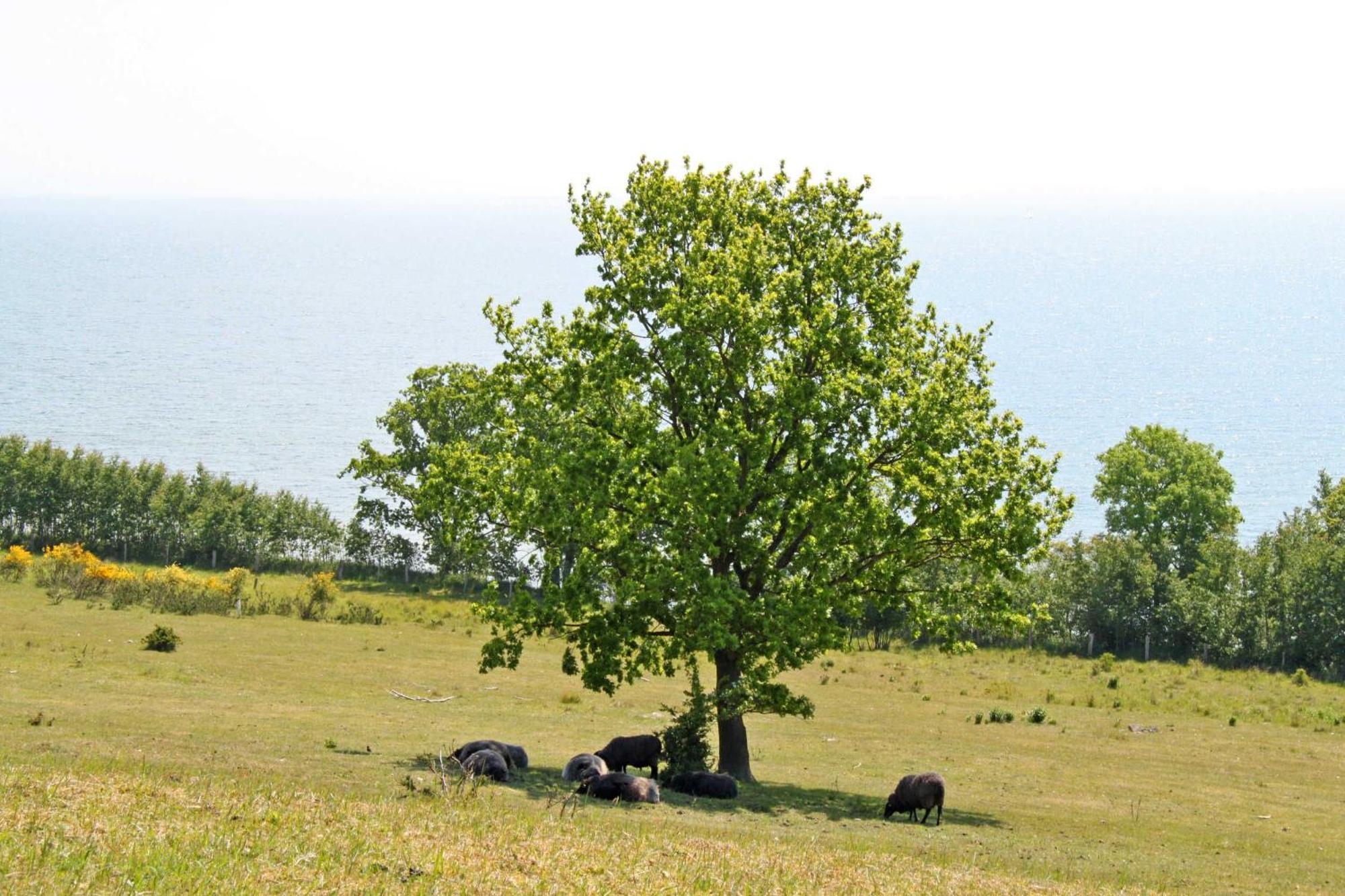 Ferienwohnungen In Goehren Exterior foto